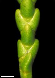Veronica tetragona subsp. subsimilis. Close-up of leaves showing evident nodal joints. Scale = 1 mm.
 Image: W.M. Malcolm © Te Papa CC-BY-NC 3.0 NZ